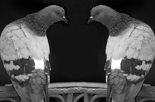 .two city pigeons sitting in the park