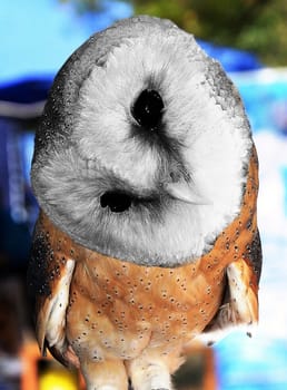 Owl Owl sitting surprised in the park