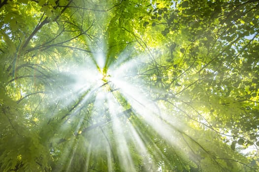 Scenic forest of fresh green deciduous trees framed by leaves, with the sun casting its warm rays through the foliage