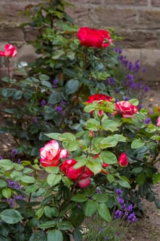 flowerbed in the garden - roses and lavender flowers