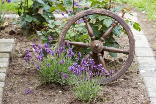 flowerbed in the garden - roses and lavender flowers