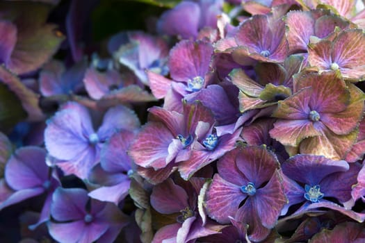 Macro image, colorful hydrangea flower background