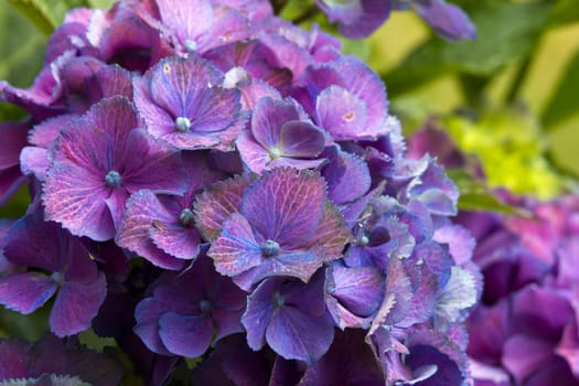 Macro image, blue hydrangea flower background