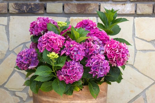 hortensia flowers in a pot - close up