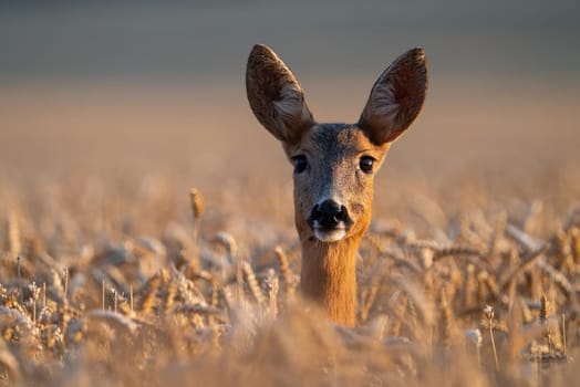 Roe deer, capreolus capreolus, doe peeking from wheat on a field in summer. Head of female wild mammal looking into the camera among plants with grain. Animal wildlife in agricultural country.