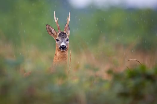 Roe deer, capreolus capreolus, peeking out of bushes in summer rainstorm. Roebuck looking to the camera on meadow in raining. Antlered mammal watching in wet environment.