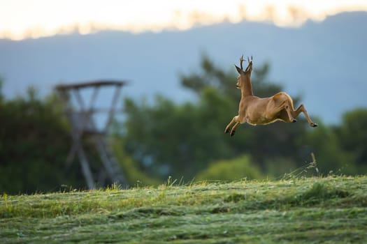 Concept roe deer, capreolus capreolus, hunting from a high stand. Wild game running alongside a hiding spot. Animal wildlife running fast in summer nature.