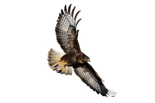 Common buzzard, buteo buteo, in flight isolated on white background. Bird of prey in the air cut out on blank. Brown feathered animal with open wings with copy space.