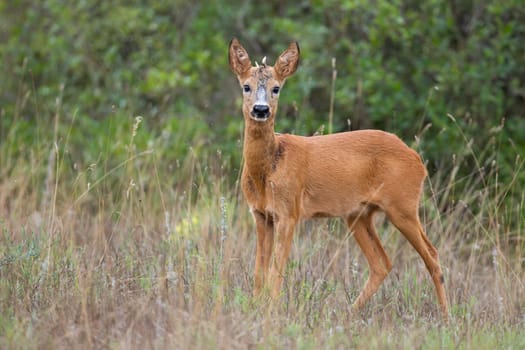 Young roe deer, capreolus capreolus, looking to the camera in grassland in summer. Juvenile roebuck with tiny antlers standing on meadow. Cub mammal watching on field.