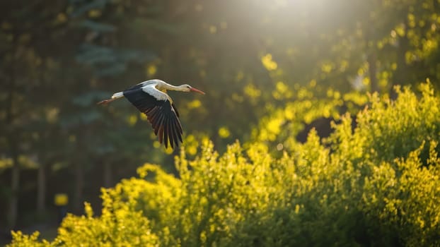 White stork, ciconia ciconia, with open wings over the bushes in sunlight. Long-legged feathered animal in the air in summer forest. Bird with red beak flying in sunny nature.