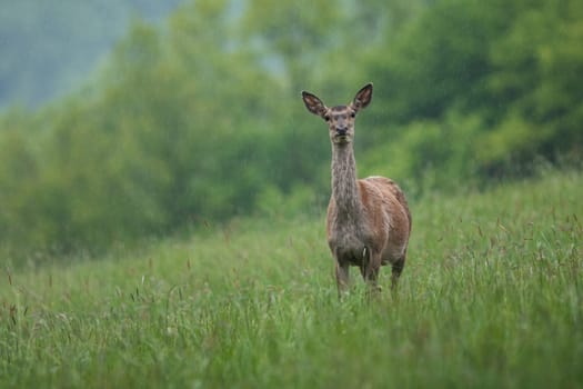 Red deer, cervus elaphus, standing on grassland from fornt in raindrops. Brown hind looking to the camera during raining. Female mammal staring on pasture in summer rain.