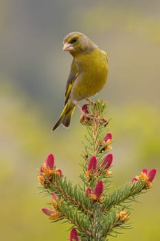 European greenfinch, chloris chloris, sitting on tree in spring in vertical shot. Yellow songbird resting on needles with red cones. Feathered animal looking on spruce in springtime.