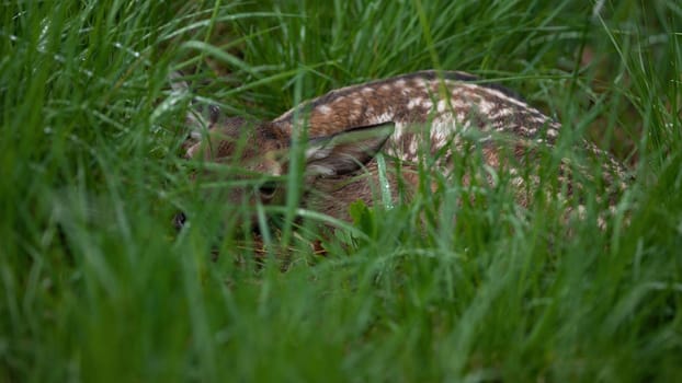 Baby red deer, cervus elaphus, hiding on long grass in summer nature. Brown cub with white dots lying on meadow in summertime. Juvenile mammal resting on field.