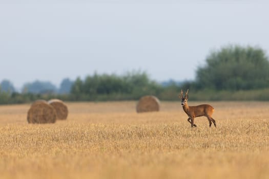 Roe deer, capreolus capreolus, walking on stubble next to bales of hay in summer. Roebuck moving on farmland with copy space. Antlered mammal looking on field from side.