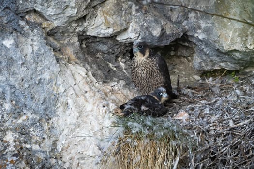 Two peregrine falcon, falco peregrinus, resting in nest in mountains in summer. Bird mother with chick looking from wall in wilderness. Adult feathered predator with little one sitting on rocks.