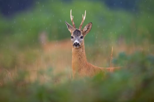 Roe deer, capreolus capreolus, looking to the camera furing summer raining. Brown mammal with antlers standing on meadow in raindrops. Roebuck staring in summertime nature-
