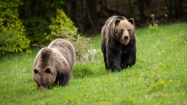 Male brown bear, ursus arctos, following female and guarding her while eating fresh green grass on a meadow. Wild mammals close together. Animal wildlife in nature.