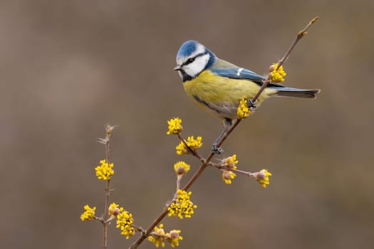 Eurasian blue tit, cyanistes caeruleus, sitting on twig in in spring nature. Colorful bird resting on bough with bloomig flowers. Yellow feathered animal with turquoise head looking form branch.