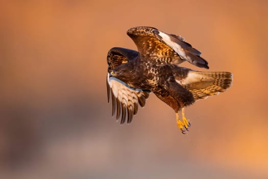 Common buzzard, buteo buteo, flying in the air in springtime sunset. Bird of prey in flight in evening light. Wild feathered predator with open wings in wilderness.