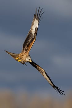 Red kite, milvus milvus, in flight in springtime in vertical shot. Bird of prey with open wings flying in clouds. Brown and white feathered animal hovering in habitat.