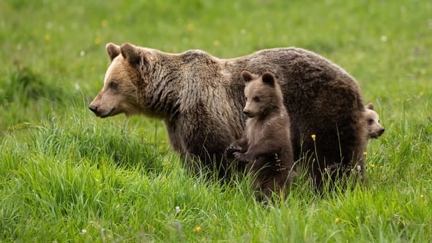 Brown bear, ursus arctos, with small juveniles observing on grassland. Large predator with cubs standing on meadow in summer. Little mammals playing next to mother on field.