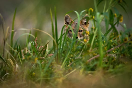 Golden jackal, canis aureus, peeking out of the grass in summertime. Wild dog hiding in dense vegetation in summer. Brown mammal looking to the camera on meadow.