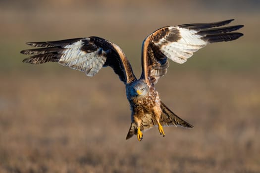 Red kite, milvus milvus, approaching in flight from front in summer. Brown and white bird of prey in the air in summertime. Wild feathered hunter with open wings.