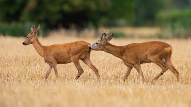 Male roe deer, capreolus capreolus, sniffing female on stubble in mating season. Two brown mammals walking on grass. Buck folowing doe on field in summer.