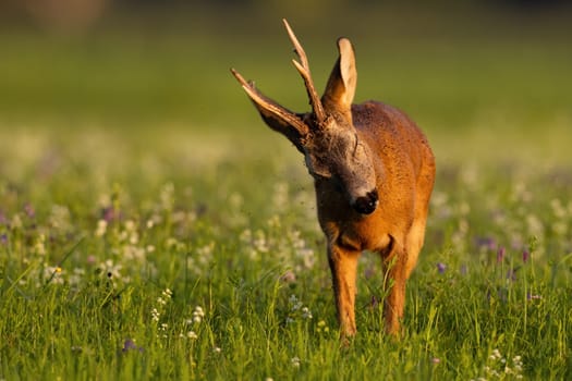 Roe deer, capreolus capreolus, getting rid of mosquitos on meadow in summertime. Roebuck shaking head on blooming flowers. Antlered mammal with flies on grassland.