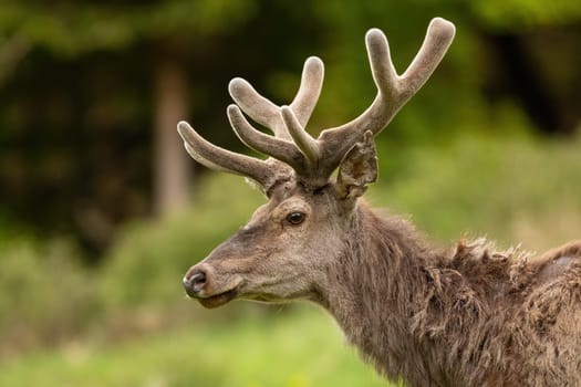 Red deer, cervus elaphus, with velvet antlers looking on meadow in close-up. Portrait of stag watching on field from side. Head detail of brown mammal staring on pasture.