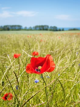 Field flower meadow on baltic sea