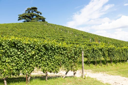 Panoramic countryside in Piedmont region, Italy. Scenic vineyard hill close to Barolo.