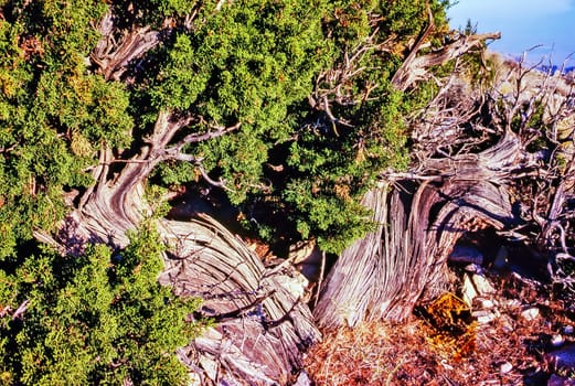 Western Juniper tree