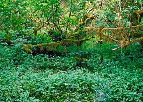 Hoh Rain Forest in Washington
