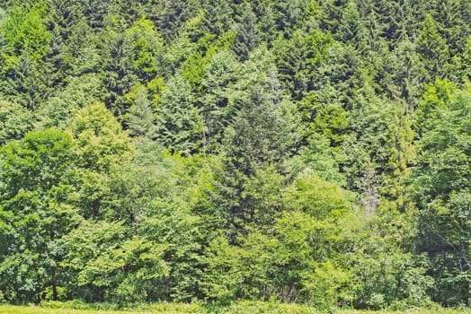 Grass Field with Forest