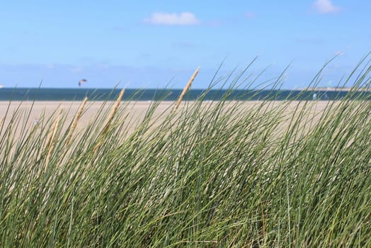 Dunes on the North Sea in the Netherlands.Dünenlandschaft an der Nordseeküste in den Niederlanden.