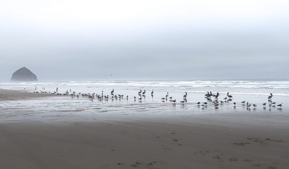 Seabirds on the Oregon Coast Seashore