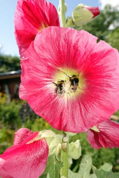 rote Stockrose (Alcea rosea) im Garten