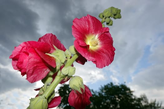 rote Stockrose (Alcea rosea) im Garten