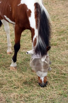 Pferd mit Insektenschutz am Kopf grast auf einer Weide