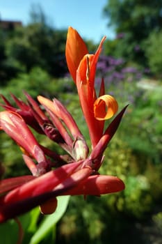 Indisches Blumenrohr (Canna indica)