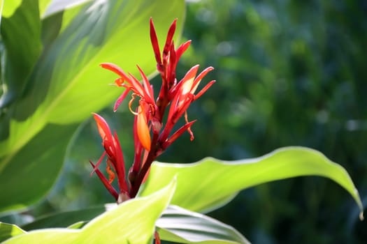 Indisches Blumenrohr (Canna indica)