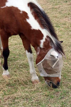 Pferd mit Insektenschutz am Kopf grast auf einer Weide