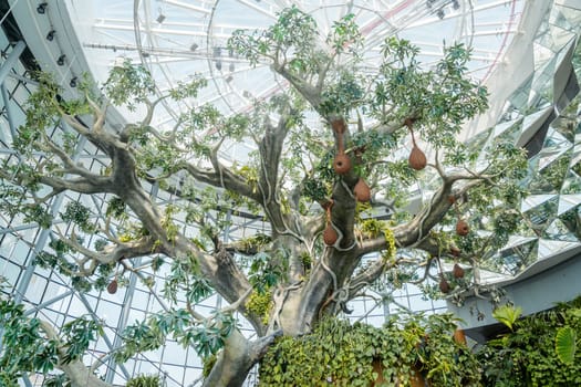 Dubai, UAE, October 8, 2016: The Green Planet Dubai - indoor rainforest environment with tropical birds, animals and plants