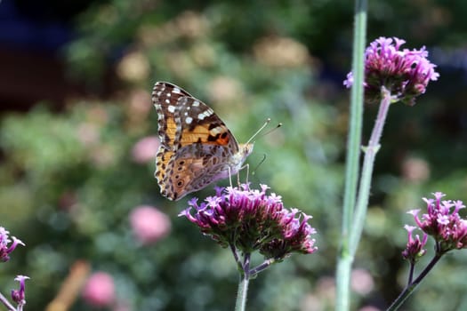 Distelfalter (Vanessa cardui, Syn. Cynthia cardui) auf einer Patagonische Eisenkraut (Verbena bonariensis, Syn. Verbena inamoena)