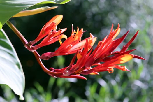Indisches Blumenrohr (Canna indica)
