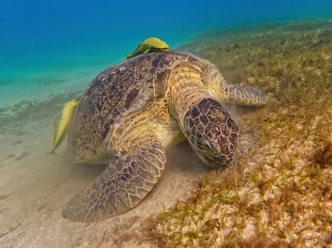 Beautiful big adult green sea turtle (Chelonia mydas) grazing in seabed in red sea, Marsa Alam, Egypt