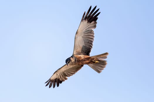 Marsh Harrier, Circus aeruginosus Flying on and hunting on on the blue sky, Birds of prey in Czech Republic, Europe Wildlife