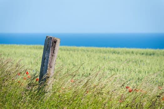 Flower meadow in front of Baltic fjord in Germany