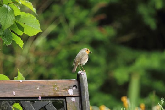 The robin (Erithacus rubecula) is a bird species from the family of flycatchers (Muscicapidae).Das Rotkehlchen (Erithacus rubecula) ist eine Vogelart aus der Familie der Fliegenschnäpper (Muscicapidae).